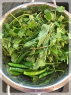 Image result for green chillies mint & coriander
